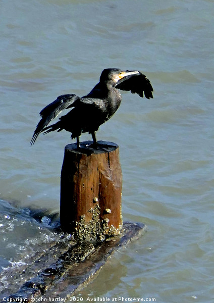 Ready to Dive? Cormorant  perched with Wings outst Framed Mounted Print by john hartley