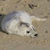 Buy canvas prints of Cuddly Me! - Baby Seal on Horsey Beach Norfolk by john hartley