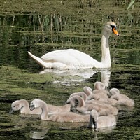 Buy canvas prints of Mother Swan and her Brood of Cygnets by john hartley