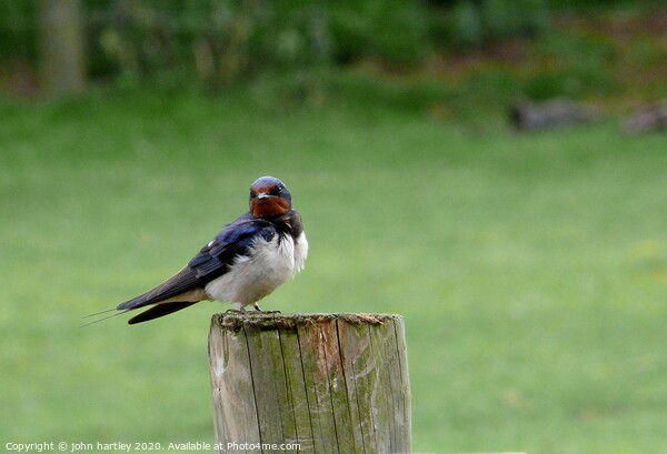 Swallow on a Wooden Post Framed Mounted Print by john hartley