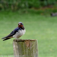 Buy canvas prints of Swallow on a Wooden Post by john hartley