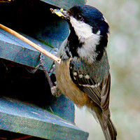 Buy canvas prints of Coal Tit feeding its young by john hartley