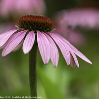 Buy canvas prints of Summer Echinacea  by Roxane Bay