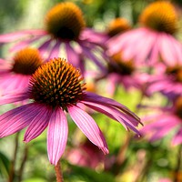 Buy canvas prints of Echinacea by Roxane Bay