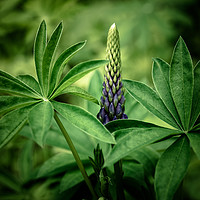 Buy canvas prints of Lupin in Spring by Roxane Bay