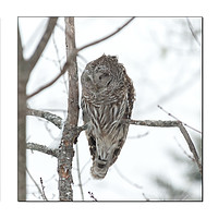 Buy canvas prints of Visiting Barred Owl by Roxane Bay
