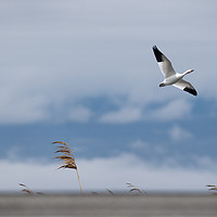 Buy canvas prints of Snow Goose Migration by Roxane Bay