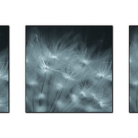 Buy canvas prints of Dandelion seed Triptych by Roxane Bay