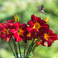 Buy canvas prints of Tiny visitor amongst the lillies by Roxane Bay