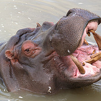 Buy canvas prints of Happy Hippo by Colin Bell