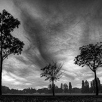 Buy canvas prints of Trees by Phil Wingfield