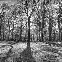Buy canvas prints of Belfairs Woods by Phil Wingfield