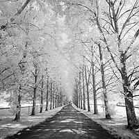 Buy canvas prints of Avenue of Trees by Phil Wingfield