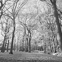 Buy canvas prints of Belfairs Woods 2 by Phil Wingfield