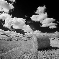 Buy canvas prints of Straw Bale - Barleylands by Phil Wingfield