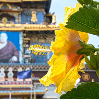 Buy canvas prints of Buddhist Temple in Coorg by Phil Wingfield