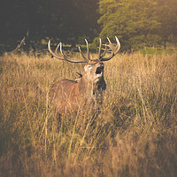 Buy canvas prints of Red Deer Rutt by James Hare