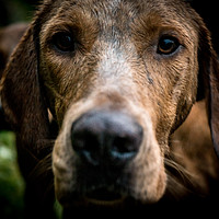Buy canvas prints of Fox Hound by James Hare