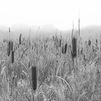 Buy canvas prints of Bullrushes by James Hare