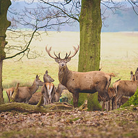 Buy canvas prints of Red Deer Stag by James Hare