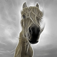 Buy canvas prints of Mystic Horse by Sue Holness