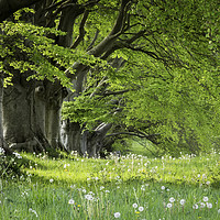 Buy canvas prints of Kingston Lacy in the Spring by Sue Holness