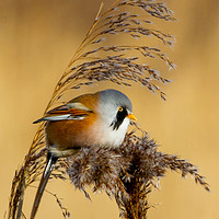 Buy canvas prints of Bearded tit in the reeds by Paul Ward