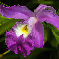 Buy canvas prints of Purple Iris flower by Marg Farmer