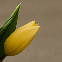Buy canvas prints of yellow tulip springtime by Marg Farmer
