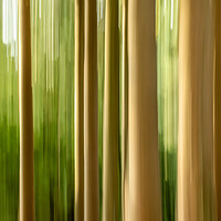 Buy canvas prints of Intentional camera movement tree trunks by Marg Farmer