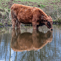 Buy canvas prints of A brown cow standing in water by Marg Farmer