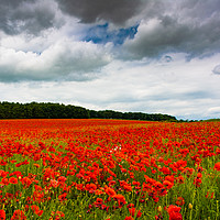 Buy canvas prints of The Poppy Fields by Mark Hawkes