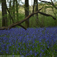 Buy canvas prints of Bluebell woods by Steve Clark