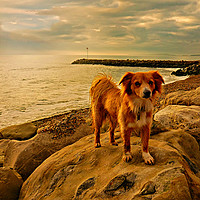 Buy canvas prints of Dog on rock by Steve Clark
