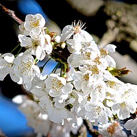 Buy canvas prints of Cherry Blossom by Linda Rampling