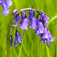 Buy canvas prints of English bluebell by Linda Rampling
