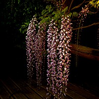 Buy canvas prints of Wisteria at Dusk by Linda Rampling