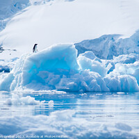 Buy canvas prints of Adélie penguin on an iceberg by Sebastien Greber