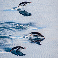 Buy canvas prints of Gentoo penguins leaping out of the water by Sebastien Greber