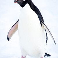 Buy canvas prints of Adelie Penguin in Antarctica by Sebastien Greber