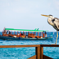 Buy canvas prints of Grey Heron in the Maldives by Sebastien Greber