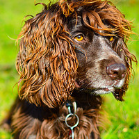 Buy canvas prints of Concentration: Working Cocker Spaniel -South Downs by Sebastien Greber