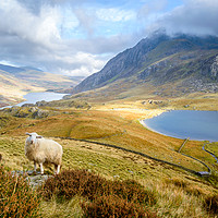 Buy canvas prints of Lonely sheep in the Ogwen Valley by Sebastien Greber