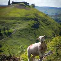 Buy canvas prints of Curious sheep in front of Dinas Bran Llangollen by Sebastien Greber