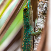 Buy canvas prints of Green Day Gecko Seychelles by Sebastien Greber
