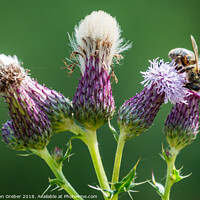 Buy canvas prints of Bee on a Thistle by Sebastien Greber