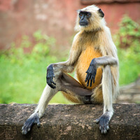 Buy canvas prints of Langur Monkey in Ranthambore National Park - India by Sebastien Greber