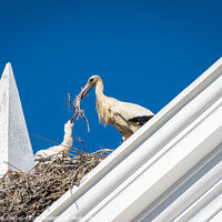 Buy canvas prints of Stork building it's nest by Sebastien Greber