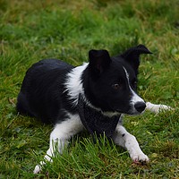 Buy canvas prints of Border Collie Puppy by Greg Sheard