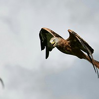 Buy canvas prints of Red Kite in Wales by Greg Sheard